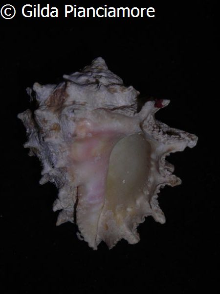 no photo for this shell